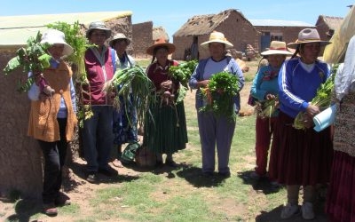 Desarrollo productivo de comunidades andinas Fase III” PER 73859, 2019
