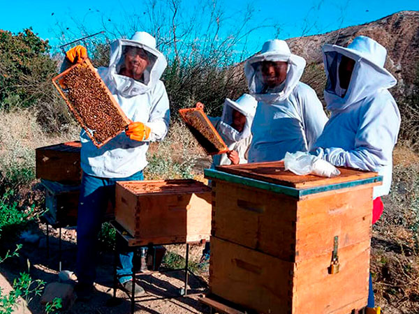 Producción sostenible de palta mediante manejo del agua y abejas polinizadoras